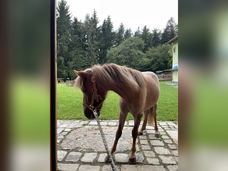 Shetland Ponys Mix Stute 1 Jahr 93 cm Roan-Red in Afiesl St. Stefan am Walde