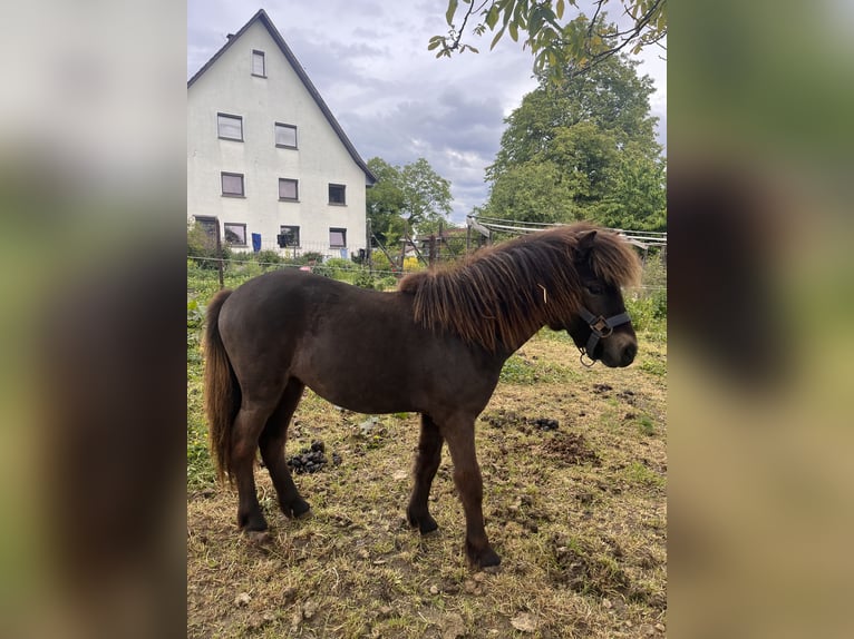 Shetland Ponys Stute 1 Jahr 94 cm  in Berg