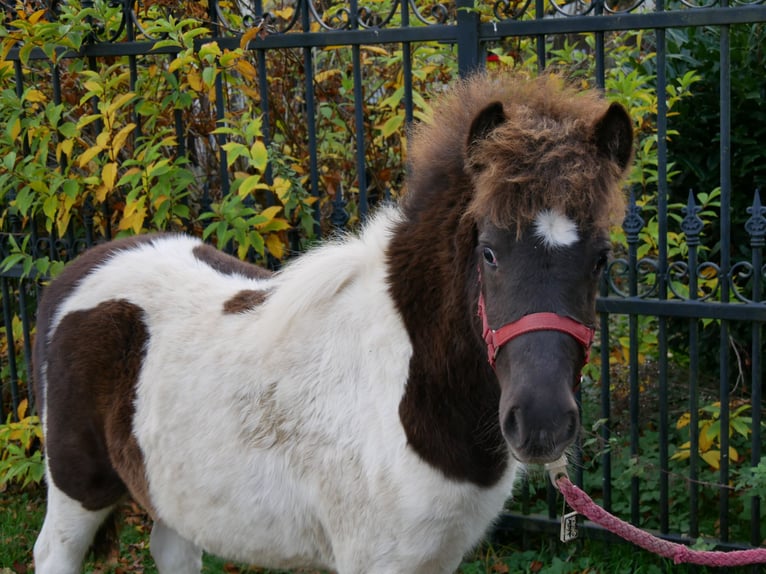 Shetland Ponys Stute 1 Jahr 95 cm in Dorsten