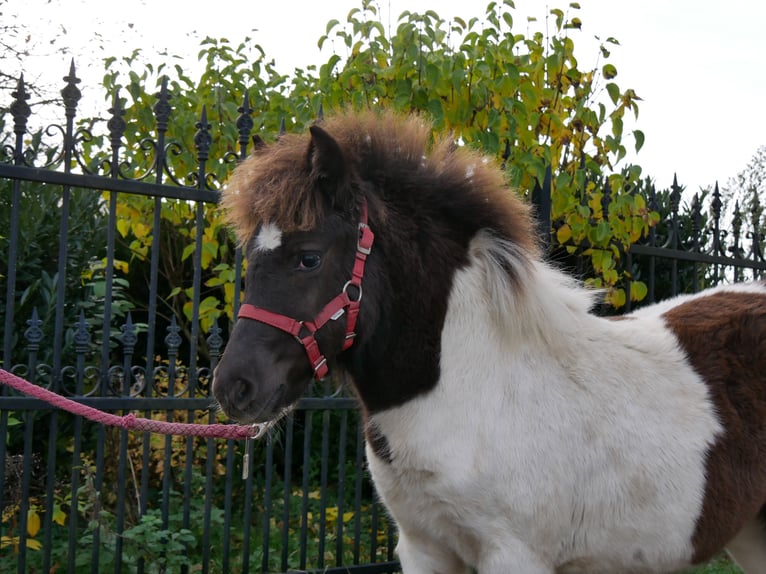 Shetland Ponys Stute 1 Jahr 95 cm in Dorsten