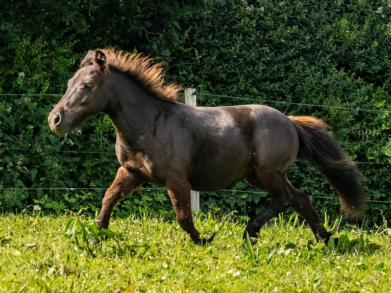 Shetland Ponys Mix Stute 1 Jahr 95 cm Rappe in Silfiac
