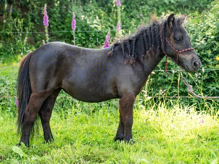 Shetland Ponys Mix Stute 1 Jahr 95 cm Rappe in Silfiac