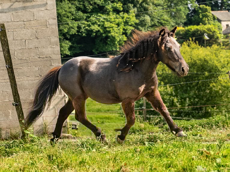 Shetland Ponys Mix Stute 1 Jahr 95 cm Rappe in Silfiac