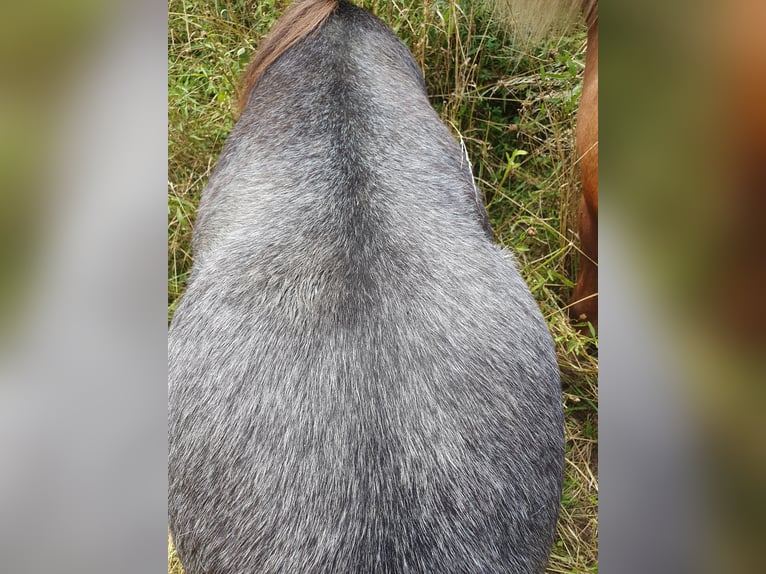 Shetland Ponys Stute 1 Jahr 95 cm Schimmel in Oberoppurg