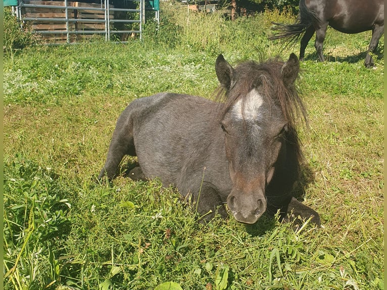 Shetland Ponys Stute 1 Jahr 95 cm Schimmel in Oberoppurg