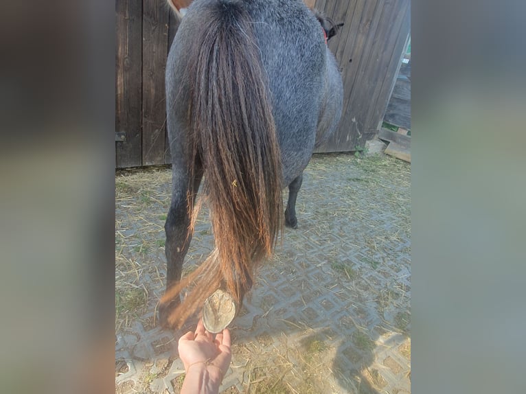 Shetland Ponys Stute 1 Jahr 95 cm Schimmel in Oberoppurg