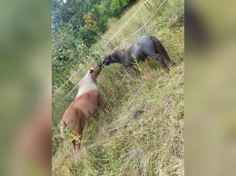 Shetland Ponys Stute 1 Jahr 95 cm Schimmel in Oberoppurg
