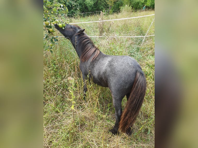 Shetland Ponys Stute 1 Jahr 95 cm Schimmel in Oberoppurg