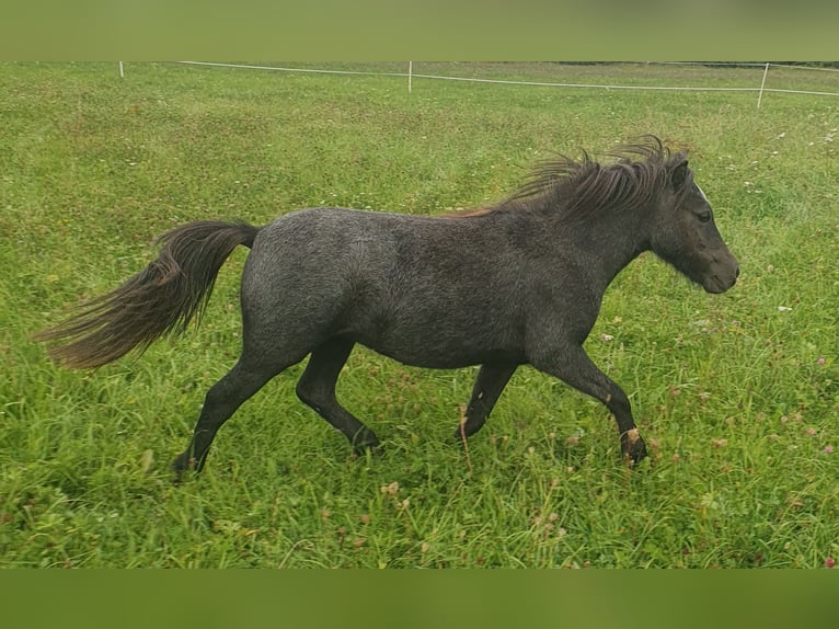 Shetland Ponys Stute 1 Jahr 95 cm Schimmel in Oberoppurg