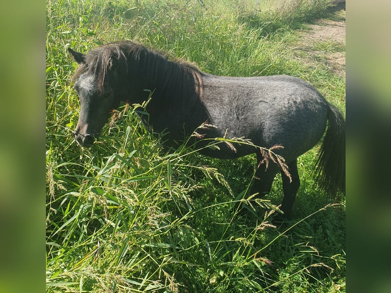 Shetland Ponys Stute 1 Jahr 95 cm Schimmel in Oberoppurg