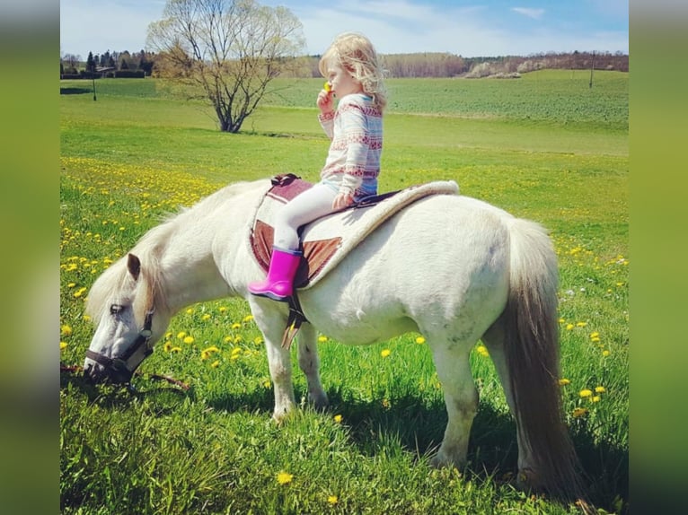 Shetland Ponys Stute 1 Jahr 95 cm Schimmel in Oberoppurg