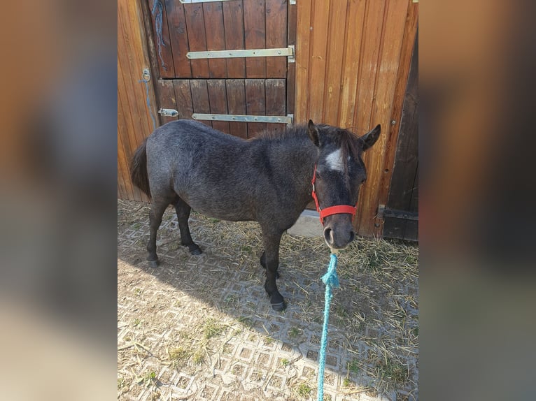 Shetland Ponys Stute 1 Jahr 95 cm Schimmel in Oberoppurg