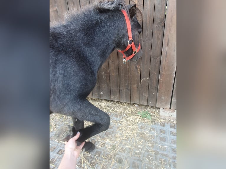 Shetland Ponys Stute 1 Jahr 95 cm Schimmel in Oberoppurg