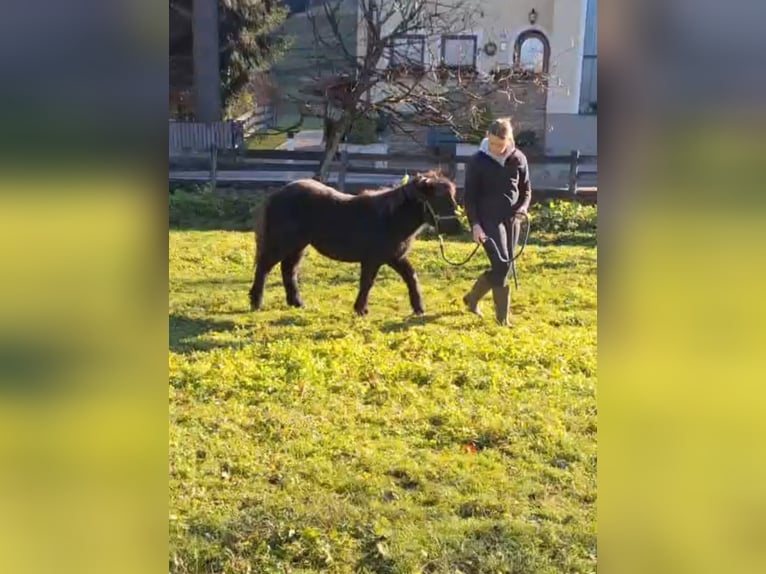 Shetland Ponys Mix Stute 1 Jahr Rappe in Bad Hofgastein, Gasteinertal