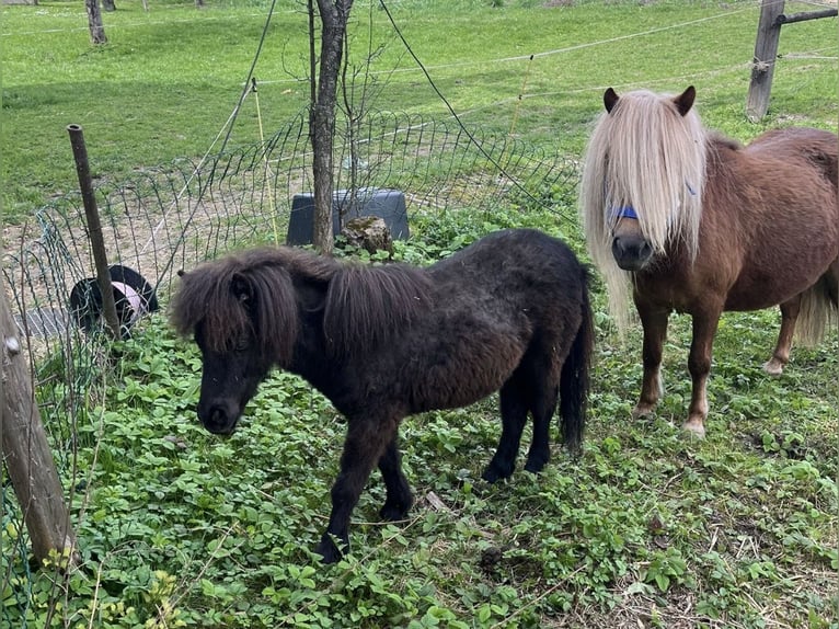 Shetland Ponys Stute 1 Jahr Rappe in Waizenkirchen