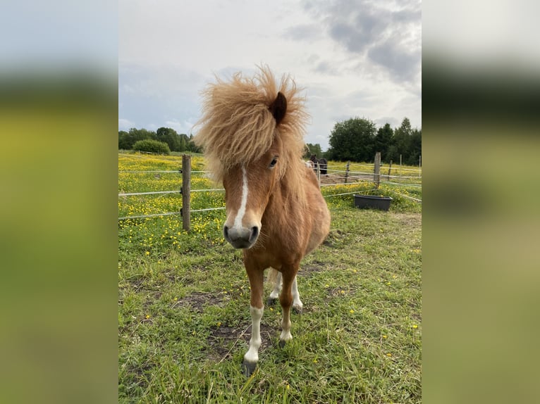 Shetland Ponys Stute 1 Jahr Schecke in Westerholt