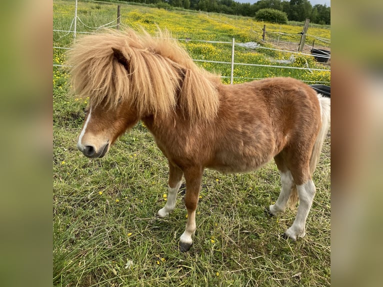 Shetland Ponys Stute 1 Jahr Schecke in Westerholt