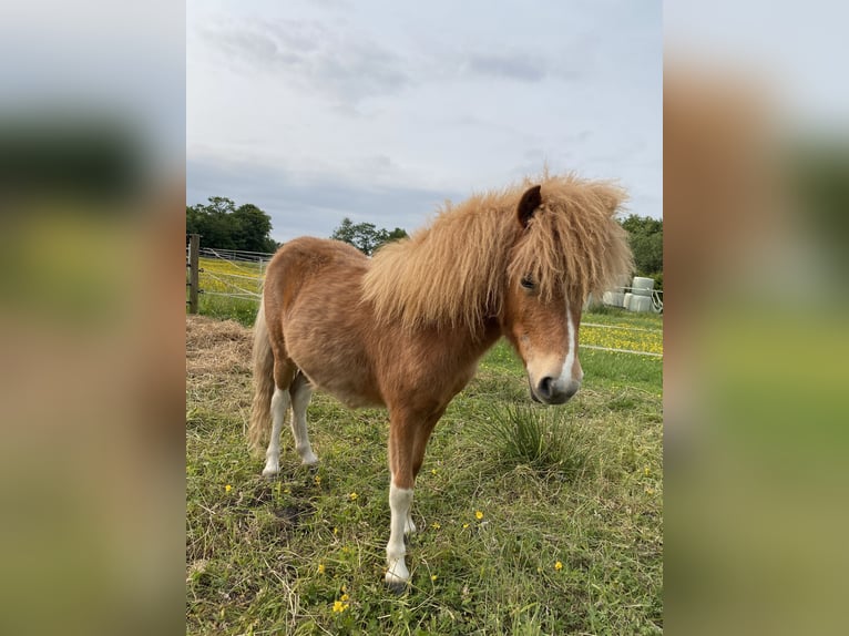 Shetland Ponys Stute 1 Jahr Schecke in Westerholt