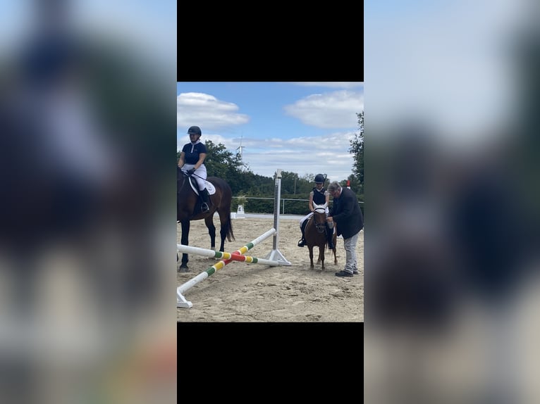 Shetland Ponys Stute 20 Jahre 104 cm Fuchs in Mildenau
