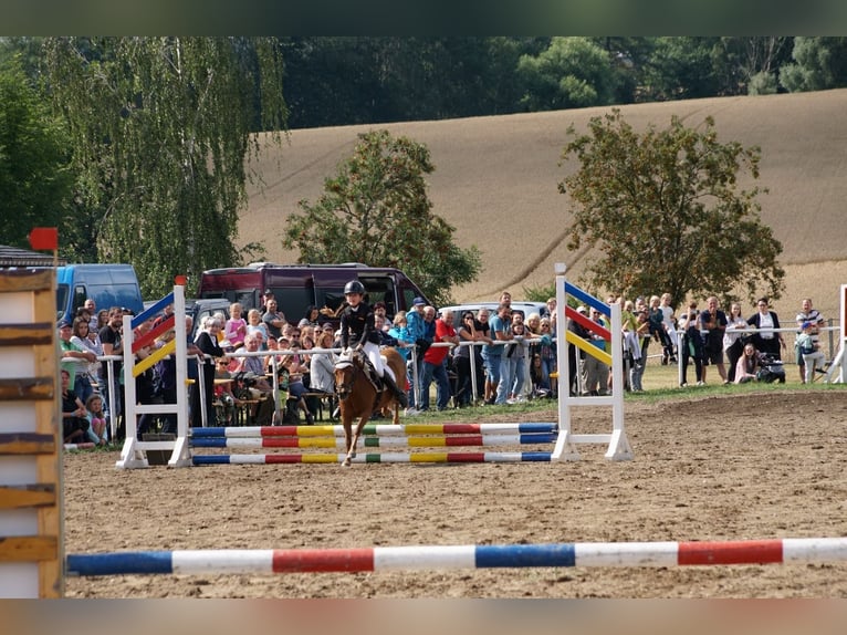 Shetland Ponys Stute 20 Jahre 104 cm Fuchs in Mildenau