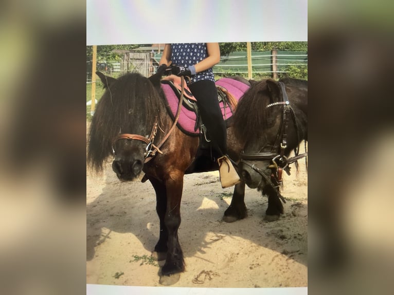 Shetland Ponys Stute 20 Jahre 110 cm Rappe in HanauHanau
