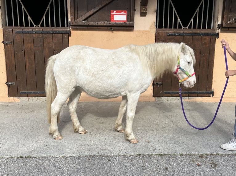 Shetland Ponys Stute 20 Jahre 112 cm White in CourtenayMorestel