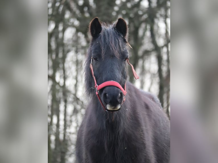 Shetland Ponys Mix Stute 20 Jahre 128 cm Rappe in Much