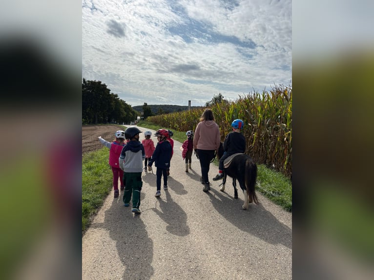 Shetland Ponys Stute 21 Jahre 86 cm in Sinsheim