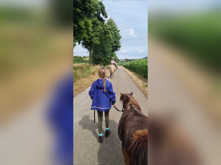 Shetland Ponys Stute 21 Jahre 86 cm in Sinsheim