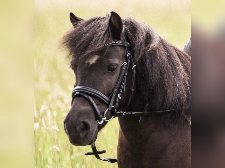 Shetland Ponys Stute 22 Jahre 100 cm Schecke in Kempen