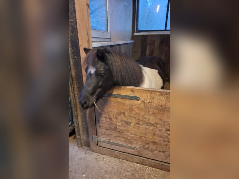 Shetland Ponys Stute 22 Jahre 100 cm Schecke in Kempen
