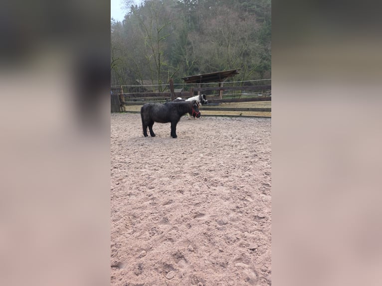 Shetland Ponys Stute 22 Jahre Rappe in Coburg