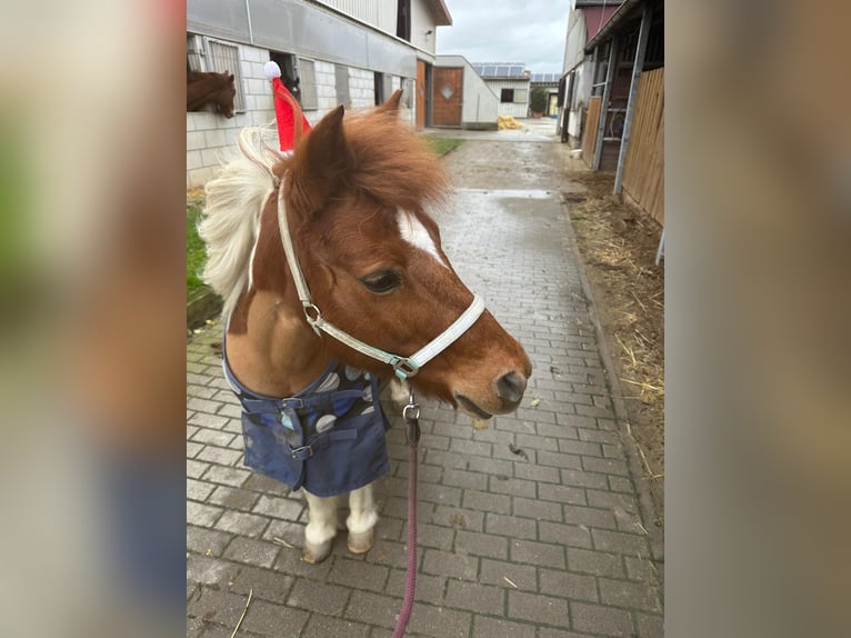 Shetland Ponys Mix Stute 24 Jahre 115 cm Schecke in Ladenburg