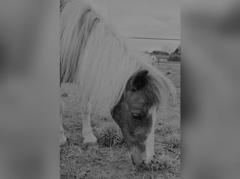 Shetland Ponys Stute 25 Jahre 95 cm Schecke in Rohr in Niederbayern