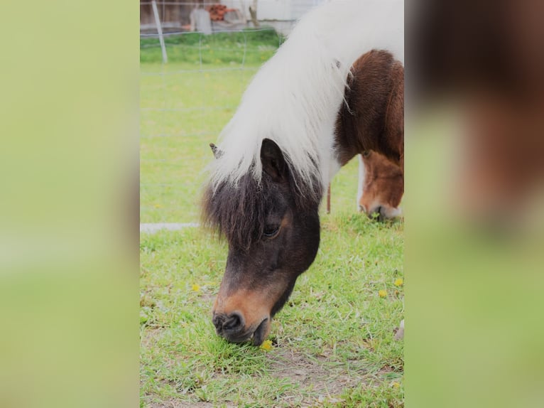 Shetland Ponys Stute 25 Jahre 95 cm Schecke in Rohr in Niederbayern