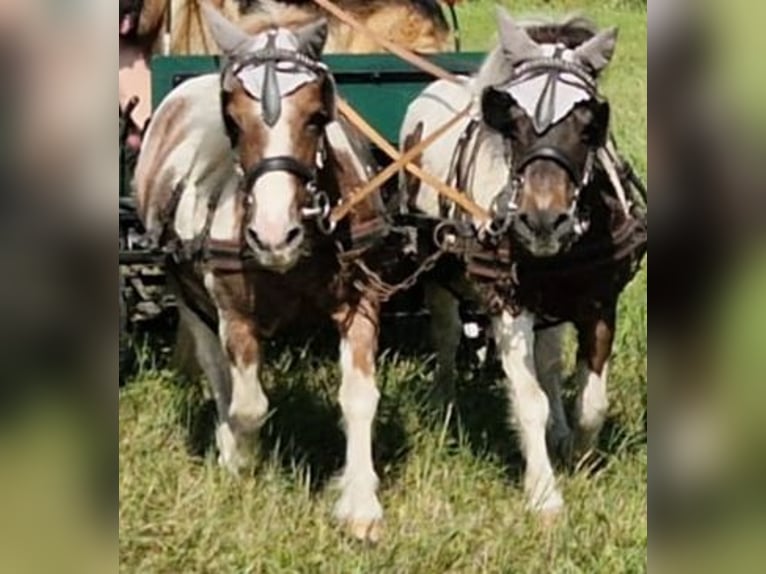 Shetland Ponys Stute 25 Jahre 95 cm Schecke in Rohr in Niederbayern