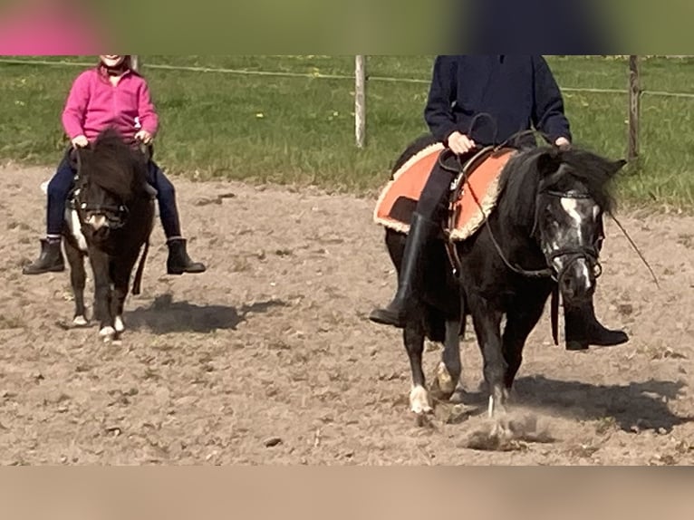 Shetland Ponys Stute 25 Jahre 98 cm Schecke in D&#xF6;tlingen
