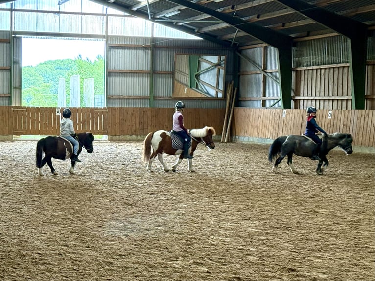 Shetland Ponys Stute 25 Jahre 98 cm Schecke in D&#xF6;tlingen