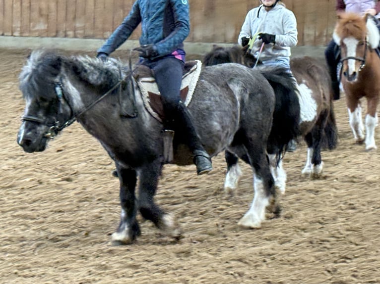Shetland Ponys Stute 25 Jahre 98 cm Schecke in D&#xF6;tlingen