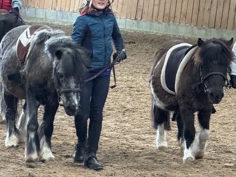 Shetland Ponys Stute 25 Jahre 98 cm Schecke in D&#xF6;tlingen
