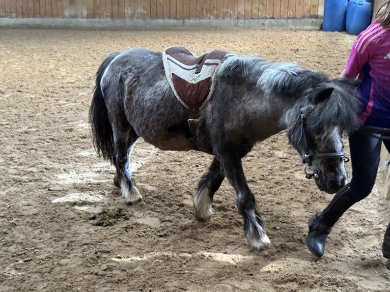 Shetland Ponys Stute 25 Jahre 98 cm Schecke in D&#xF6;tlingen