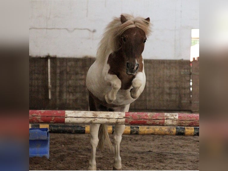 Shetland Ponys Stute 26 Jahre 80 cm White in Hirschaid
