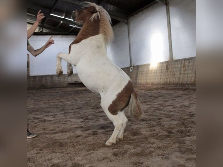 Shetland Ponys Stute 26 Jahre 80 cm White in Hirschaid