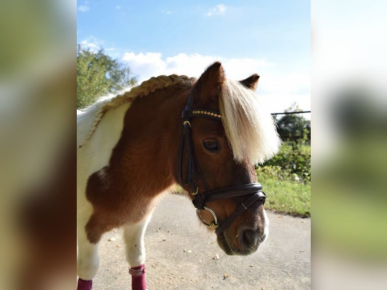 Shetland Ponys Stute 26 Jahre 80 cm White in Hirschaid