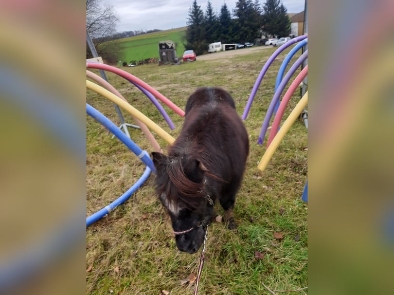 Shetland Ponys Stute 26 Jahre 98 cm Rappe in Todtenweis