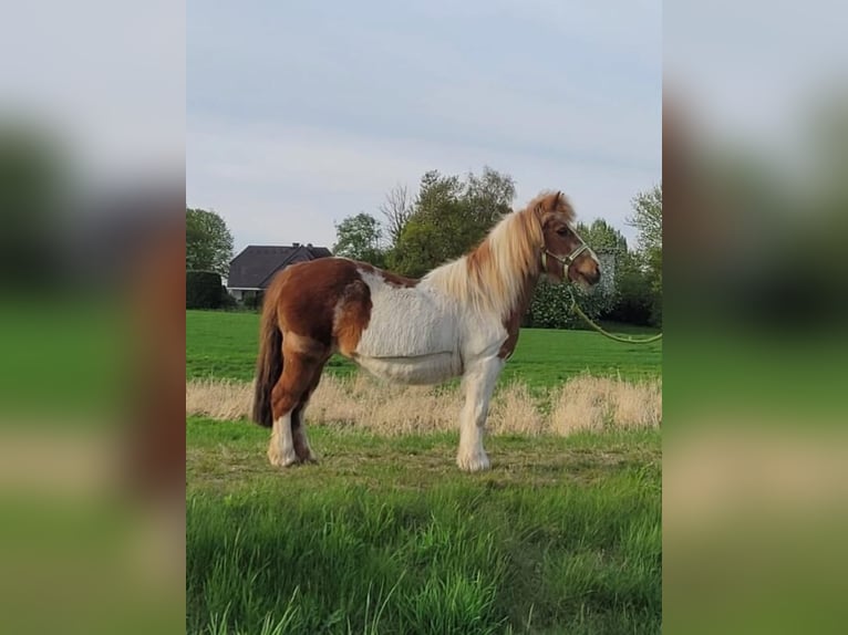 Shetland Ponys Stute 27 Jahre 102 cm in Seevetal