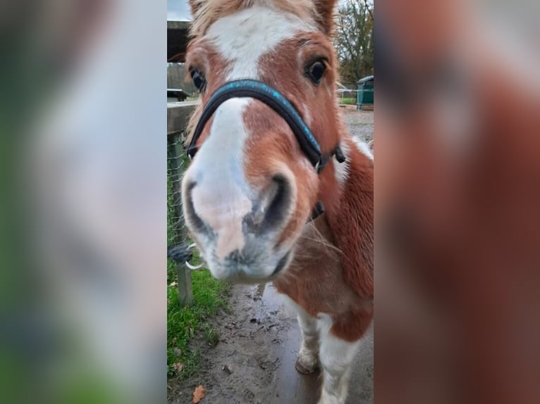 Shetland Ponys Stute 27 Jahre 102 cm in Seevetal
