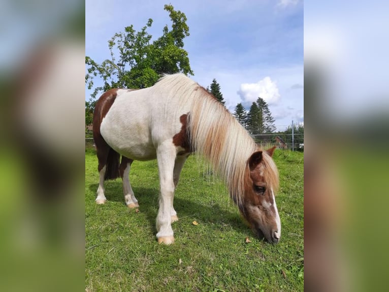 Shetland Ponys Stute 27 Jahre 102 cm in Seevetal