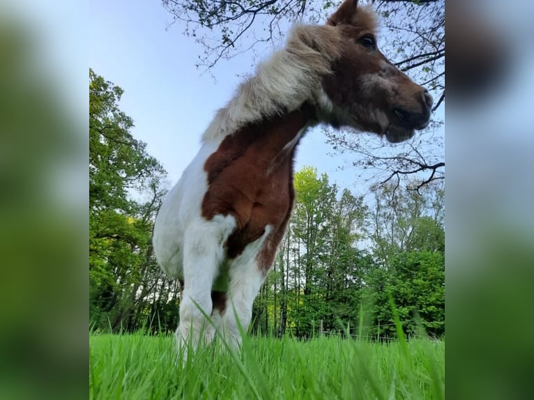 Shetland Ponys Stute 27 Jahre 102 cm in Seevetal