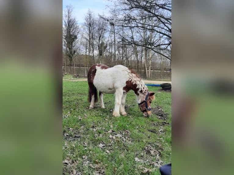 Shetland Ponys Stute 27 Jahre 102 cm in Seevetal